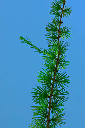 Young branches of larch with green needles illuminated by the sun on a background of blue sky close upの写真素材