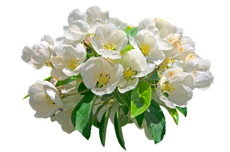 White beautiful flowers on a branch of an apple tree on a white isolated background close upの写真素材