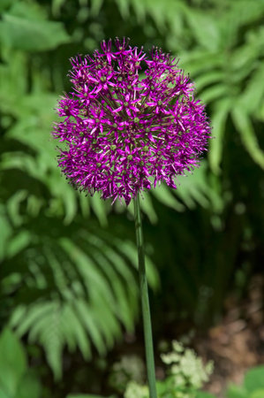 Bright colorful purple wild onion (Allium) close up with green leaves in the garden