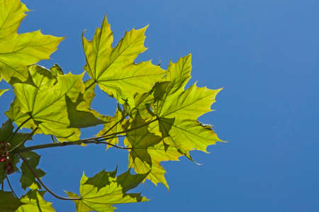 Maple branches with bright spring green leaves close-up against the blue sky on a sunny dayの写真素材