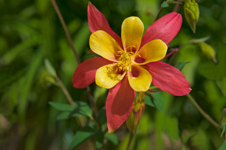 One beautiful yellow, red aquilegia flower (Aquilegia) on a background of green leaves in a garden close-upの写真素材