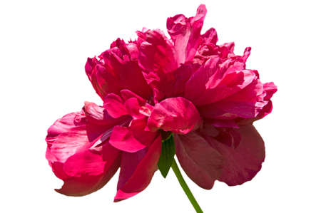 One beautiful red peony (Paeonia) on a white isolated background close upの写真素材