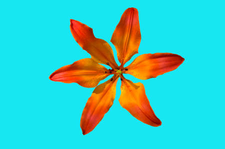 One orange yellow lily flower (LÃ­lium) close up on blue isolated backgroundの写真素材