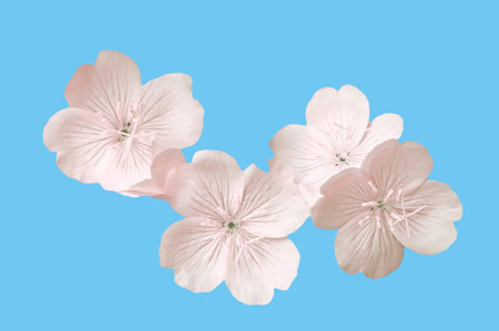 White bright flowers evening primrose (OenothÃ©ra) close up on blue isolated background