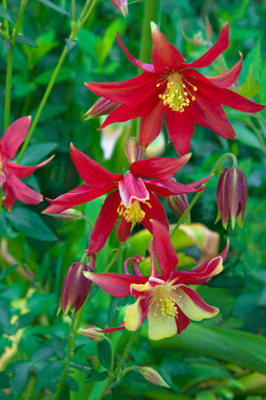 Beautiful yellow, red flowers of aquilegia (Aquilegia) on a background of green leaves in a flower garden close-upの写真素材