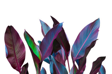 Beautiful decorative colorful cana (canna) leaves close up on white isolated backgroundの写真素材