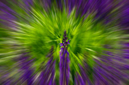 Abstract colorful purple, green blurred background with sage flower and abstract patterns and patternsの写真素材