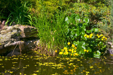 Beautiful pond with stones, yellow flowers, green herbs and various ornamental plantsの写真素材