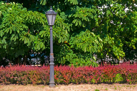 Vintage lantern on the background of chestnut trees and barberry bushes in the city parkの写真素材