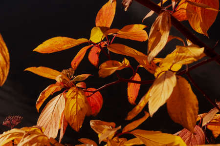Bright colorful yellow orange autumn leaves close up on tree branches on a sunny dayの写真素材