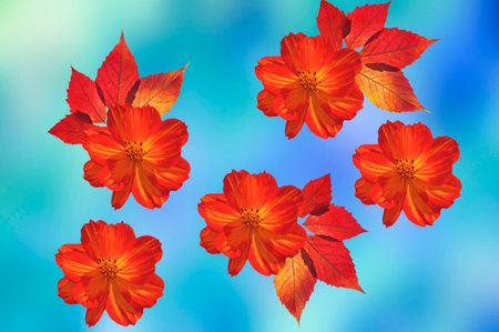 Bright colorful red yellow flowers CÃ³smos close-up with autumn leaves on a blue abstract...
