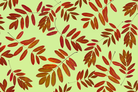 Bright beautiful autumn background of colorful autumn rowan leaves on green isolated background