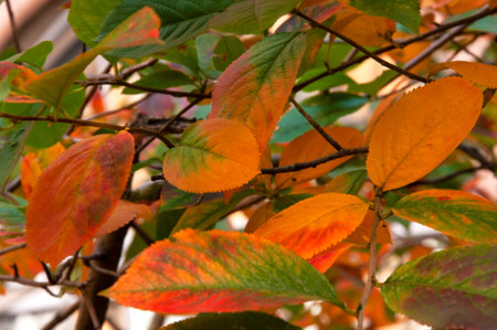 Autumn colorful bright yellow orange red green leaves on a tree branch close-up