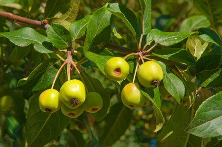 Green yellow apples on tree branches with green leaves close-up on a sunny dayの写真素材
