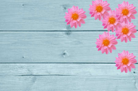 Beautiful floral background of bright pink dahlia flowers close-up on a blue wooden wall backgroundの写真素材
