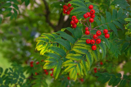 Beautiful branch of rowan with red berries close-up in the sun on a background of autumn leavesの写真素材