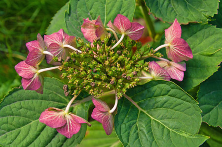 Beautiful pink hydrangea flowers close-up on the background of large green leaves in the garden