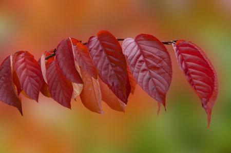 Colorful bright autumn red leaves on abstract blurred orange green background