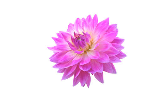 One beautiful pink dahlia flower close up on white isolated backgroundの写真素材