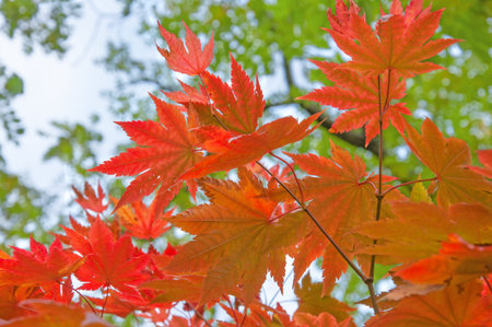 Beautiful red orange yellow green autumn maple leaves close up on the background of tree branches...