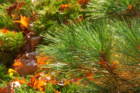 Beautiful pine branches and yellow autumn maple leaves close up on a sunny day in the gardenの写真素材