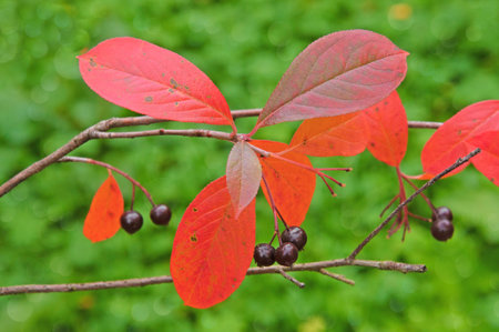 Cotoneaster branches with beautiful bright colorful red leaves and black berries close-up