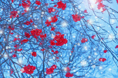 Stylized winter branches of rowan with red berries and snowflakes on a blue sky backgroundの写真素材