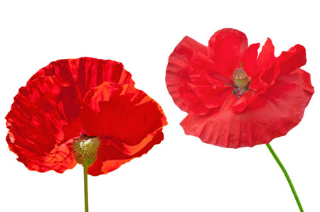 Two beautiful bright red poppies close-up on a white isolated backgroundの写真素材