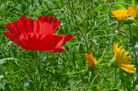 Beautiful bright red poppy flower close-up against the background of green grass and yellow flowers on a sunny dayの写真素材