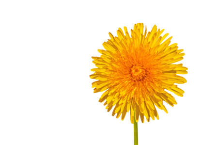 One yellow bright beautiful dandelion close-up on a white isolated backgroundの写真素材