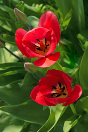 Two bright colorful red tulips close-up with green leaves in a spring sunny gardenの写真素材