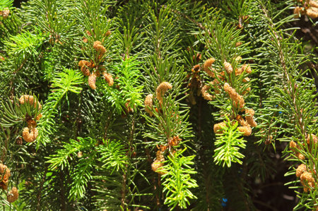 Colorful green spring spruce branches with small yellow young buds close up in the sun
