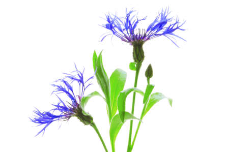 Flowers blue cornflower with green leaves close-up on a white isolated backgroundの写真素材