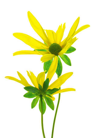 Two beautiful yellow Jerusalem artichoke flowers close up on a white isolated backgroundの写真素材