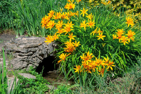 Beautiful yellow Hemerocallis flowers close-up in a garden near a stream on a sunny dayの写真素材