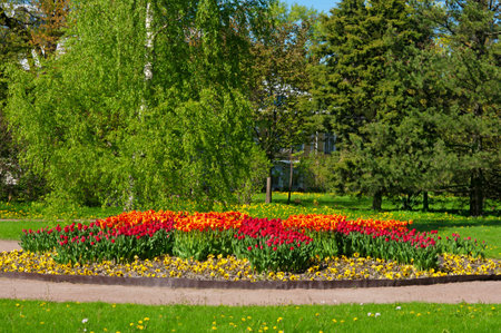 Beautiful red and orange tulips close-up in a park in a flower garden on a sunny dayの写真素材