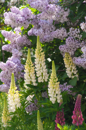 Pink lilac bush and beautiful white and pink Lupinus close-up in the garden on a sunny dayの写真素材