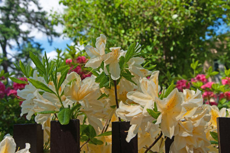 Beautiful bright yellow flowers Rhododendron deciduous Japanese close-up against the background of an old wooden fence and green treesの写真素材