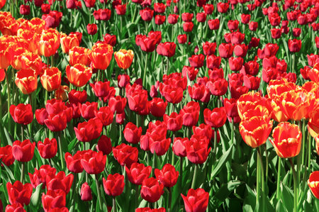 Beautiful red and orange tulips close-up in the park on a flower bed on a sunny dayの写真素材
