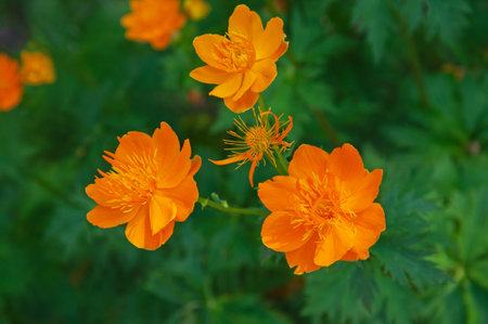 Beautiful bright orange Trollius flowers with buds close-up on a background of green leavesの写真素材