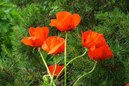 Beautiful red papaver flowers close up against the background of green spruce branchesの写真素材