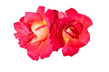 Two colorful red yellow roses Decor Arlequin on white and isolated backgroundの写真素材