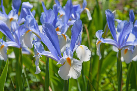 Beautiful flowers Iris xiphium close-up in the garden on a sunny dayの写真素材
