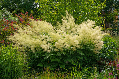 Beautiful bright bush Aruncus dioicus with white flowers in the garden on a sunny dayの写真素材