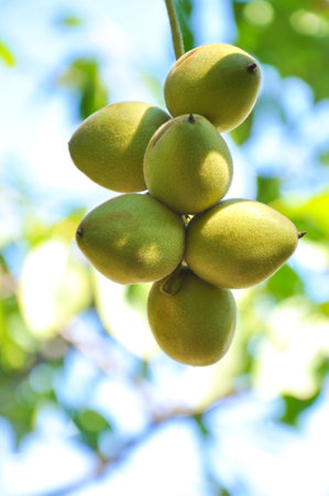 Green fruits of Juglans mandshurica nut close-up in the garden on a sunny dayの写真素材