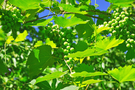 Grape clusters with green berries on a vine in a vineyard against a background of green leavesの写真素材