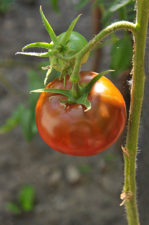 Bright red and green tomatoes close-up on a branch in a greenhouseの写真素材