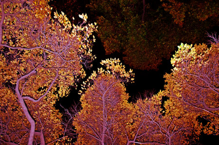Bright autumn trees with colorful leaves on a black backgroundの写真素材