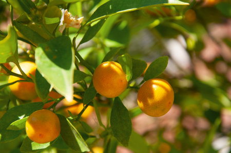 Fruits of oranges with green leaves on a tree close-up in the garden on a sunny dayの写真素材