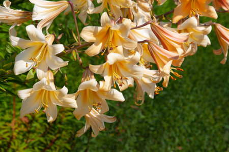 Beautiful white yellow Garden Affair lilies close-up in a sunny summer gardenの写真素材